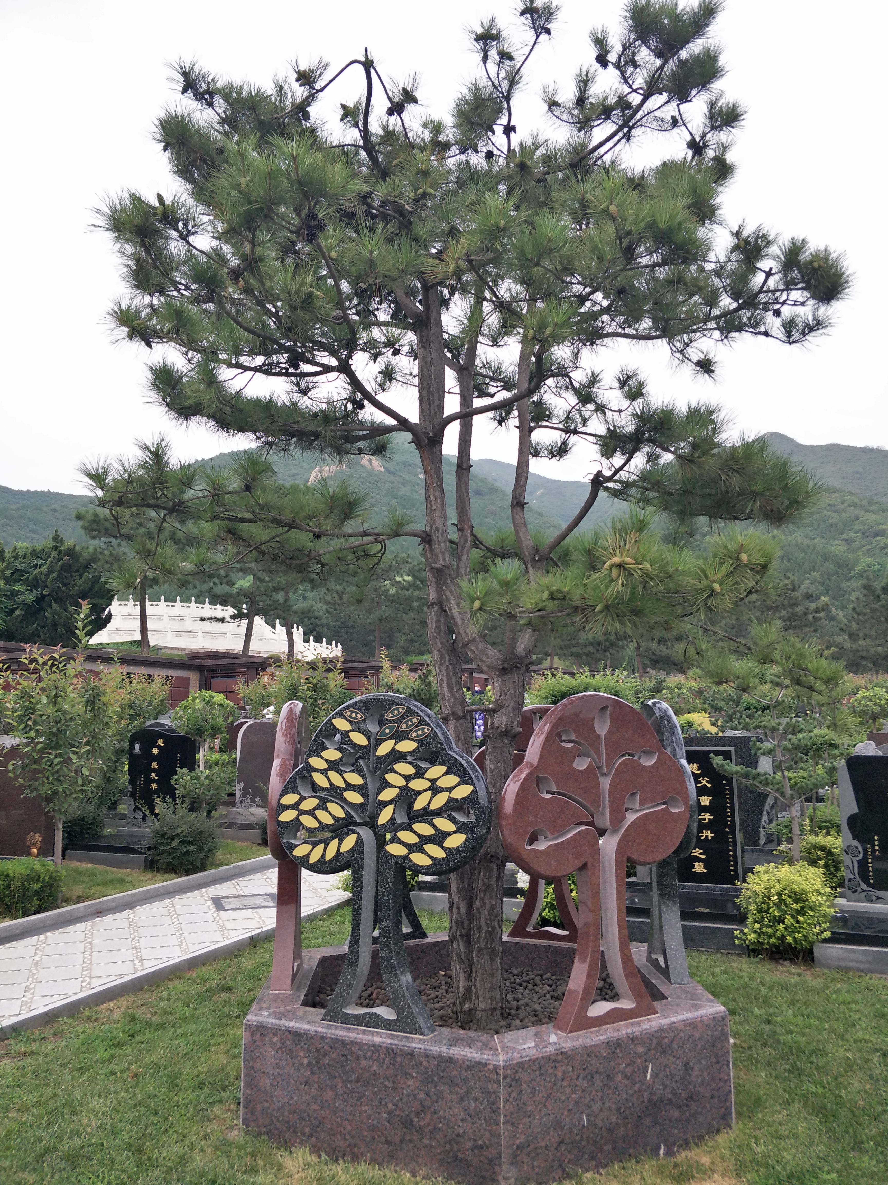 一文读懂树葬！北京树葬陵园大盘点