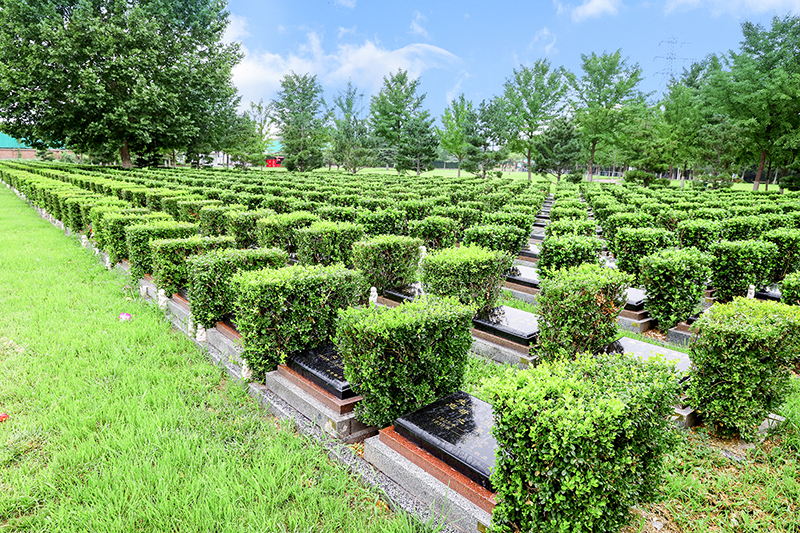 长青园骨灰林怎么样？环境服务安葬形式全解析